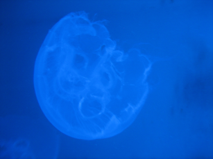 Net image